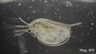 Daphnia magna under the Microscope [upl. by Cecelia]