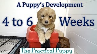 Watching Puppy Grow from 4 to 6 Weeks [upl. by Malinin]