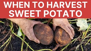 When to Harvest Sweet Potatoes  Bonus How To [upl. by Bondy344]