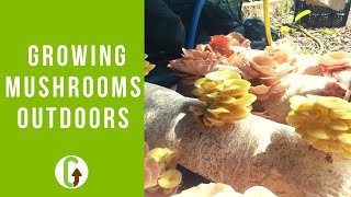 Growing Mushrooms Outdoors  GroCycle [upl. by Rennerb]