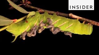 How Parasitoids Survive [upl. by Leroy]