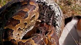 Deadly African Rock Python can swallow a fully grown man whole [upl. by Kennedy515]