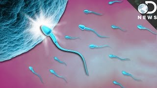 Embryology Fertilization Process [upl. by Adnaval]