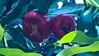 Makopa Tree or WaxWater Apple Tree Syzygium samarangense [upl. by Daigle]