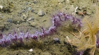 Spectacular Siphonophore Strands  Nautilus Live [upl. by Aciret]