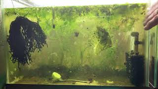 Scuds Daphnia Cherry Shrimp Copepods My aquatic food culture [upl. by Ytirahs479]