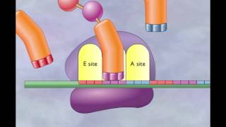 Chapter 4 Translation Elongation and termination [upl. by Home999]