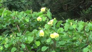 Bauhinia tomentosa  Yellow bell orchid flowering [upl. by Adil486]