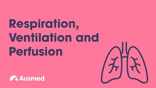 Respiration Ventilation Diffusion and Perfusion  Ausmed Explains [upl. by Einahpit]