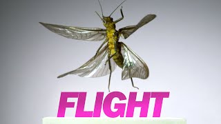 Insect Flight  Capturing Takeoff amp Flying at 3200 FPS [upl. by Kakalina912]