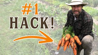 The 1 Carrot Germination Hack that will Simplify Your Gardening LESS WATERING [upl. by Crotty]