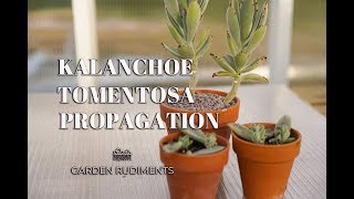 Kalanchoe Tomentosa Propagation [upl. by Mailliw]