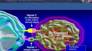 Antigen Presentation T Cell Activation and Deactivation [upl. by Odranreb]