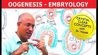 Oogenesis  Gametogenesis  Embryology🩺 [upl. by Faust]