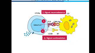 Activation et différenciation des lymphocytes TCD4 [upl. by Thamos]