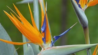 Paradiesvogelblume Strelitzia reginae  Strelitzien [upl. by Hoj278]