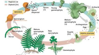 Fern Life Cycle [upl. by Sena]