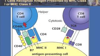 T Cell Activation and Control [upl. by Jezabelle214]