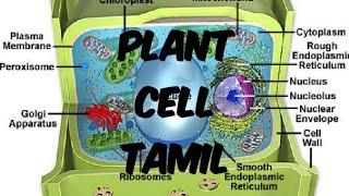 Plants cell explained in tamil [upl. by Cardie410]