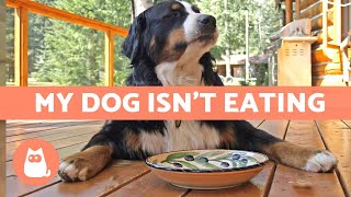 My Dog WONT EAT Their Food 🐶 What to Do About It [upl. by Ikkaj]