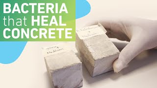 Using bacteria to make selfhealing concrete [upl. by Gershon]