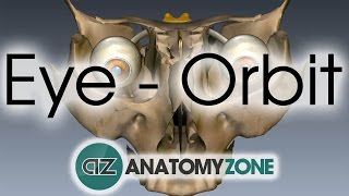 Orbit  Eye Anatomy [upl. by Columbine446]