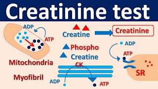 Serum Creatinine test [upl. by Nylanna27]