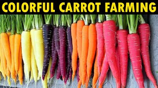 Growing different Color Carrots  Carrot Farming [upl. by Griffie]