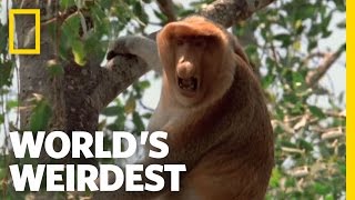 Proboscis Monkeys  Worlds Weirdest [upl. by Eitsyrk910]