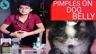 Pimples on puppys belly  complete cureDog skin problemby Sahil Malik  veterinarian  TPVCHNL [upl. by Gerbold160]