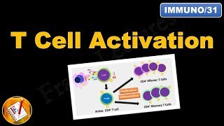 T cell Activation and differentiation FLImmuno31 [upl. by Torey]