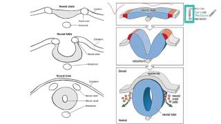 CNS Embryology [upl. by Hamlin]