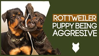 AGGRESSIVE ROTTWEILER TRAINING How To Stop Your Rottie Puppy Being Aggressive [upl. by Imak789]