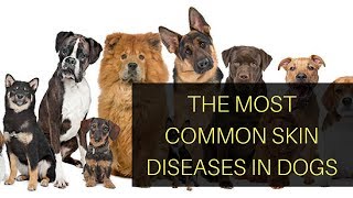 The Most Common Skin Diseases In Dogs [upl. by Alimak]