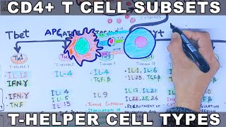 CD4 T Cell Subsets  THelper Cell [upl. by Neuburger]