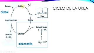 Urea creatinina ac úrico y bilirrubina [upl. by Langelo991]