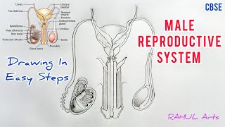 How to draw male reproductive system in easy steps cbse 12th Biology  NCERT class 12  science [upl. by Ylrbmik]