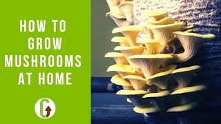 How To Grow Mushrooms At Home EASIEST Low Tech Method GroCycle [upl. by Slin]