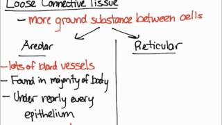 Areolar and Reticular Tissue [upl. by Esoj]