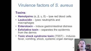 Chapter 18  The Cocci of Medical Importance [upl. by Norvell838]