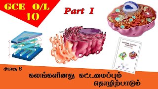 கலம்  Cell structure amp function  Grade 10 Science  GCE OL Tamil Medium [upl. by Ramsey740]