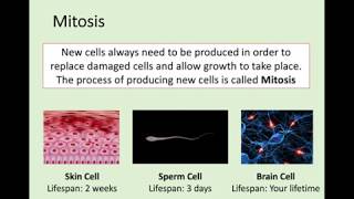 N5 Biology  21 Producing New Cells [upl. by Assela632]