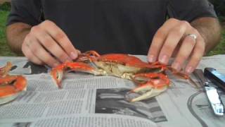 How To Properly Pick A Crab  Whats Up Annapolis Magazine [upl. by Rats]