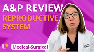 MS Reproductive System AampP Review [upl. by Aihsekin]