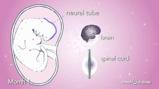 How Your Baby Grows Month 1 [upl. by Rennob]