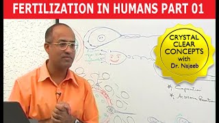 Fertilization in Humans  Conception  Embryology  18 [upl. by Sylvester]