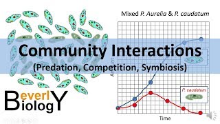 Community Interactions Competition Predation Symbiosis [upl. by Lorrad711]