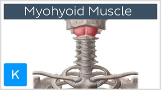 Stylohyoid Muscle  Attachments amp Function  Human Anatomy  Kenhub [upl. by Aidas781]