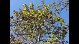 Plant portrait  Princess tree Paulownia tomentosa [upl. by Ylurt]