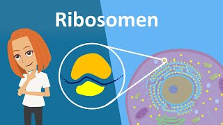 Ribosomen  Translation Aufbau amp Funktion  Studyflix [upl. by Zizaludba]